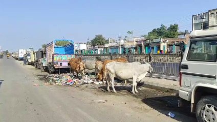 Those who throw garbage in the open are pushing cows to death, responsible are also unknown