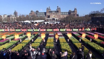 200.000 tulipas para celebrar flor emblemática dos Países Baixos