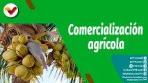 Cultivando Patria | Producción agrícola, el coco como alternativa exportadora