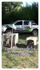 Histórico: 14 ejemplares de fauna nativa fueron liberados en una reserva natural de Jujuy