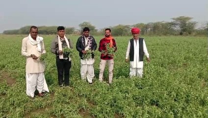 शीतलहर से  फसल हो रही खराब