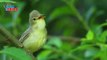 Icterine Warbler (Hippolais icterina) | Nature is Amazing | Viral Birds Videos