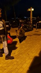 Man Bullied by Boars
