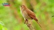 Common Nightingale (Luscinia megarhynchos) | Nature is Amazing | Viral Birds Videos