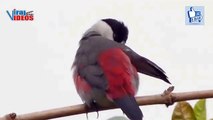 Black-crowned Waxbill (Estrilda nonnula) | Nature is Amazing | Viral Birds Videos