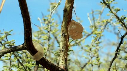 منتجو الصمغ العربي في السودان يتمسكون بزراعته رغم التحديات