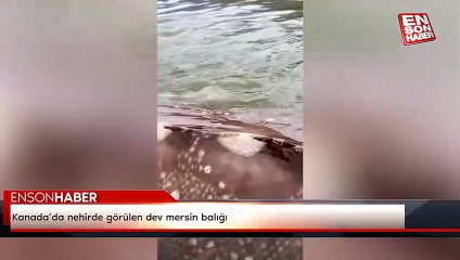 Kanada’da nehirde görülen dev mersin balığı