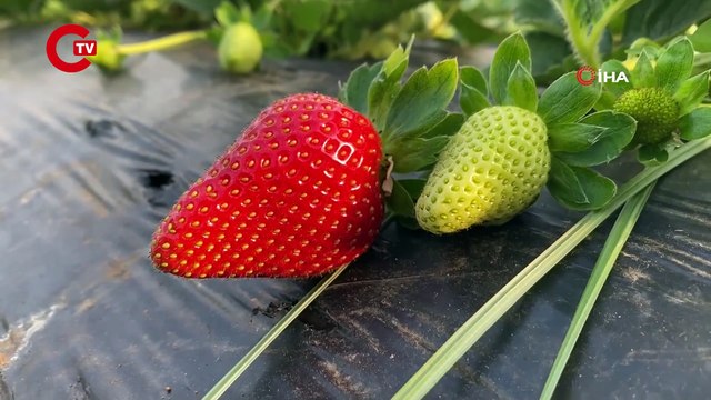 Kırmızı elmas ‘çilek’ seralarında hasat telaşı