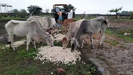 Transfer of 100 bighas of land opened, Agro Food Park to be built in K