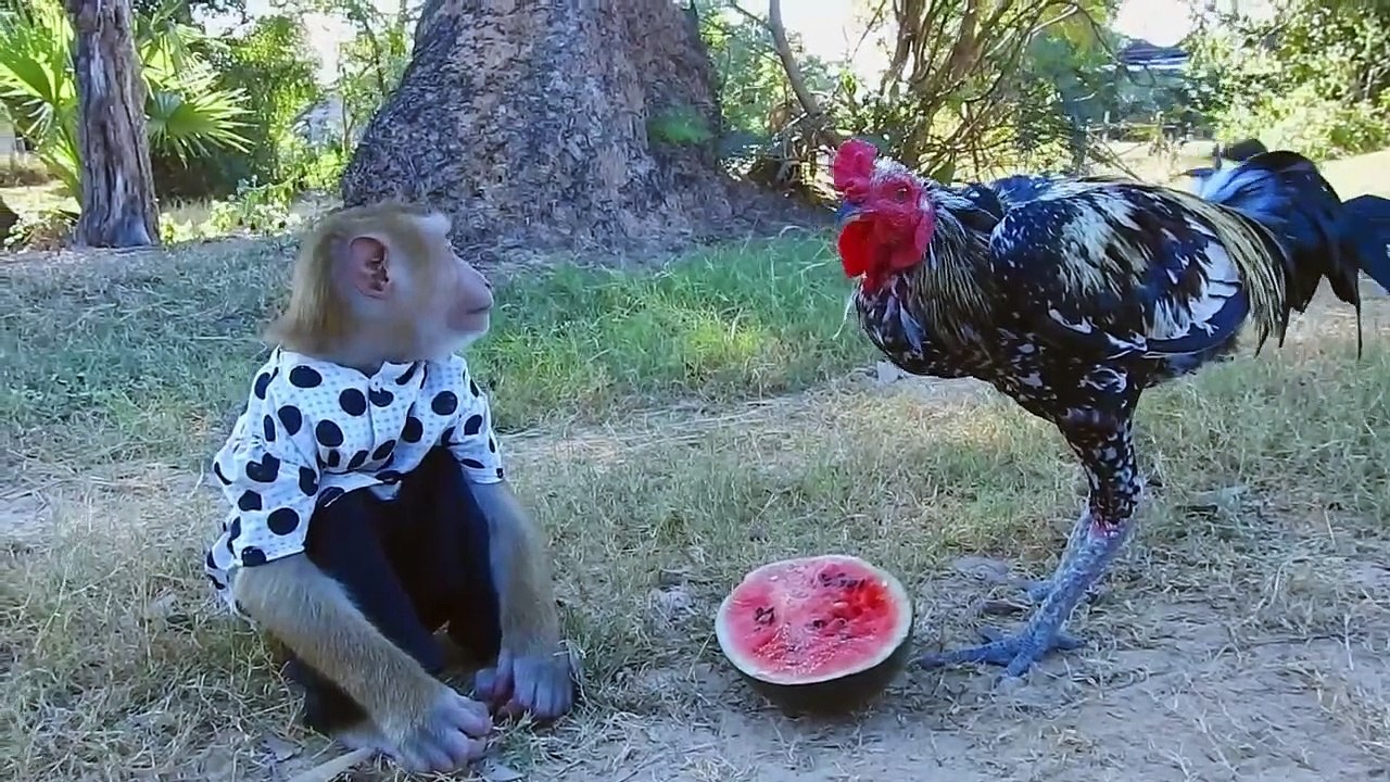 Don't Force Me Cruel Like This, SokYaa Want ToTo Wat Watermelon