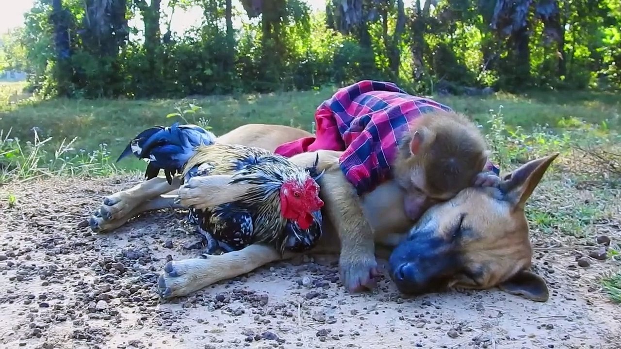 It Hurt ! SokYaa Push Rank Cruelty, Why Like This