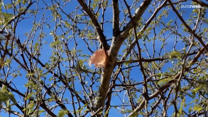 شاهد: منتجو الصمغ العربي في السودان يتمسكون بزراعته رغم التحديات