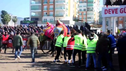 Antalya'daki geleneksel deve güreşinde deve sahipleri birbirine girdi, polis müdahale etti