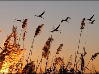 Saintes-Marie-de-la-Mer : les belles images de la parade des flamants roses