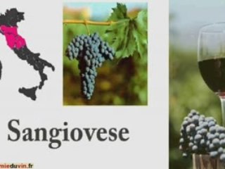 Les vins d'Italie : cours académie du vin