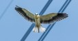 Hérault : pour éviter l'électrocution des grands oiseaux, des techniciens installent des protections sur les réseaux électriques