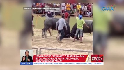 Pagbabalik ng "Pasungay" o pagsusuwagan ng 2 kalabaw sa San Joaquin, Iloilo, kinondena ng AKF | UB