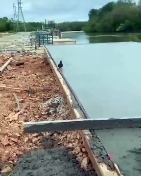 Paloma Dejando huellas sobre una losa de concreto