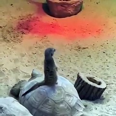 No es muy rápido pero llega, suricato encima de una tortuga