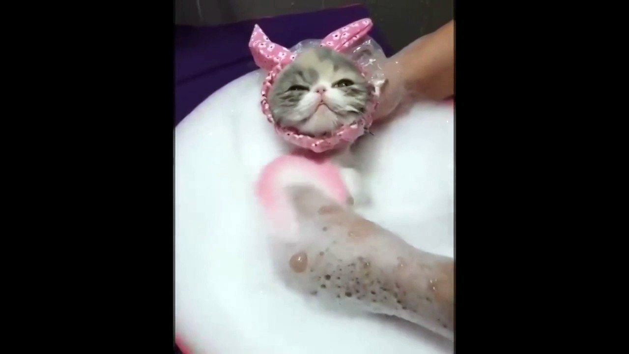 baybs cat