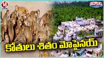 Warangal People Facing Problems With Monkeys Attack | V6 Weeend Teenmaar