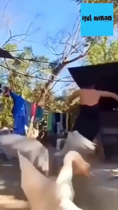 Try Not to Laugh Challenge: The Funniest Videos of the Week