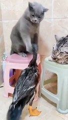 Korkusuz ördek tokatçı kediye kafa tuttu