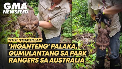 'Toadzilla,' gumulantang sa park rangers sa Australia | GMA News Feed