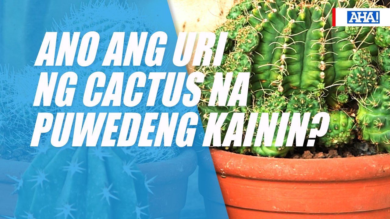 Ano ang uri ng cactus na puwedeng kainin? | AHA! - video Dailymotion