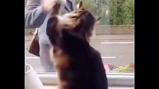 Funny Cat Try Not To Laught | Fun animals