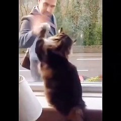 Funny Cat Try Not To Laught | Fun animals