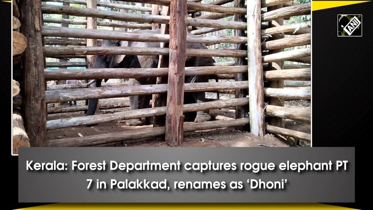 Kerala: Forest Department captures rogue elephant PT 7 in Palakkad, renames as ‘Dhoni’