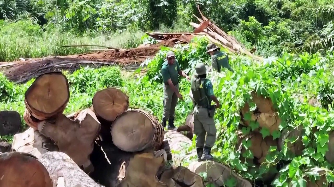 The agents on Brazil's illegal logging frontline