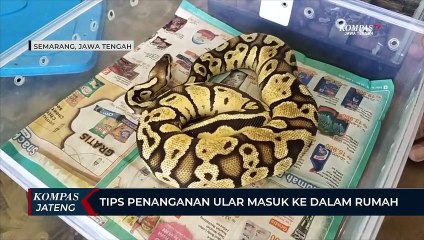 Tips Penanganan Ular Masuk ke Dalam Rumah