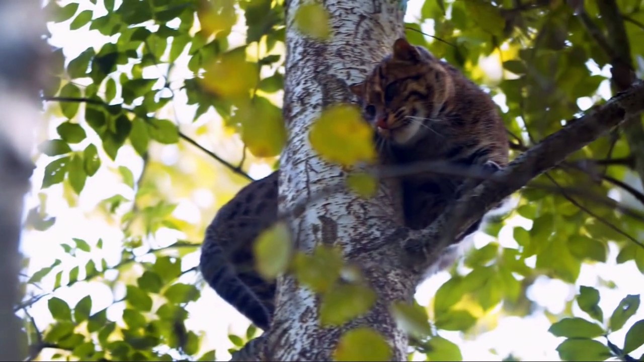 Mangrove cat (Prionailurus viverrinus)