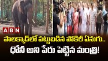 పాలక్కాడ్‌లో పట్టుబడిన పోకిరీ ఏనుగు.. ధోనీ అని పేరు పెట్టిన మంత్రి! || ABN Telugu