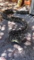 Massive Carpet Python Bites Snake Catcher