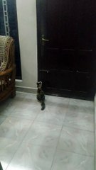 Sumi the Cat Opens a Door by Itself