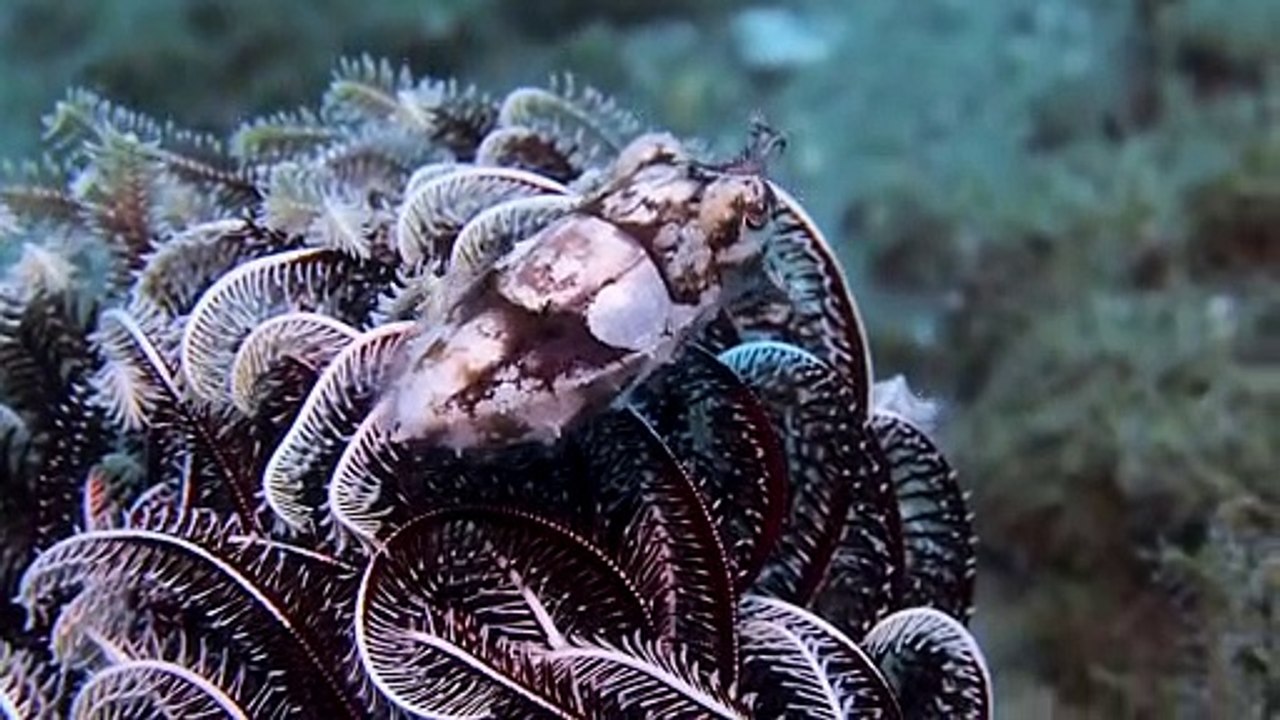 Cuttlefish Tries Showing Us How to Camouflage Next to Plant