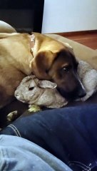 Bun Jovi the Rabbit Wants Cuddles From Abel the Pup