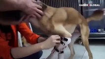 Protez bacakları takılan köpeğin mutluluğu izleyenleri duygulandırdı