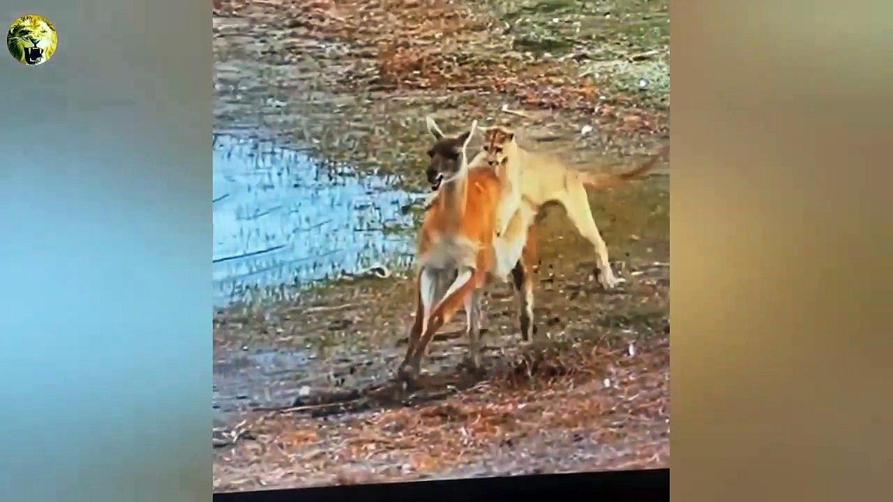 فيديو يرصد صراع شرس من أجل البقاء بين أسد الجبا...
