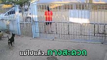 อย่างแสบ ! เจ้าตูบมุดรั้วช่องลับหวังหนีเที่ยว แต่งานนี้พีคโดดกลับแทบไม่ทัน