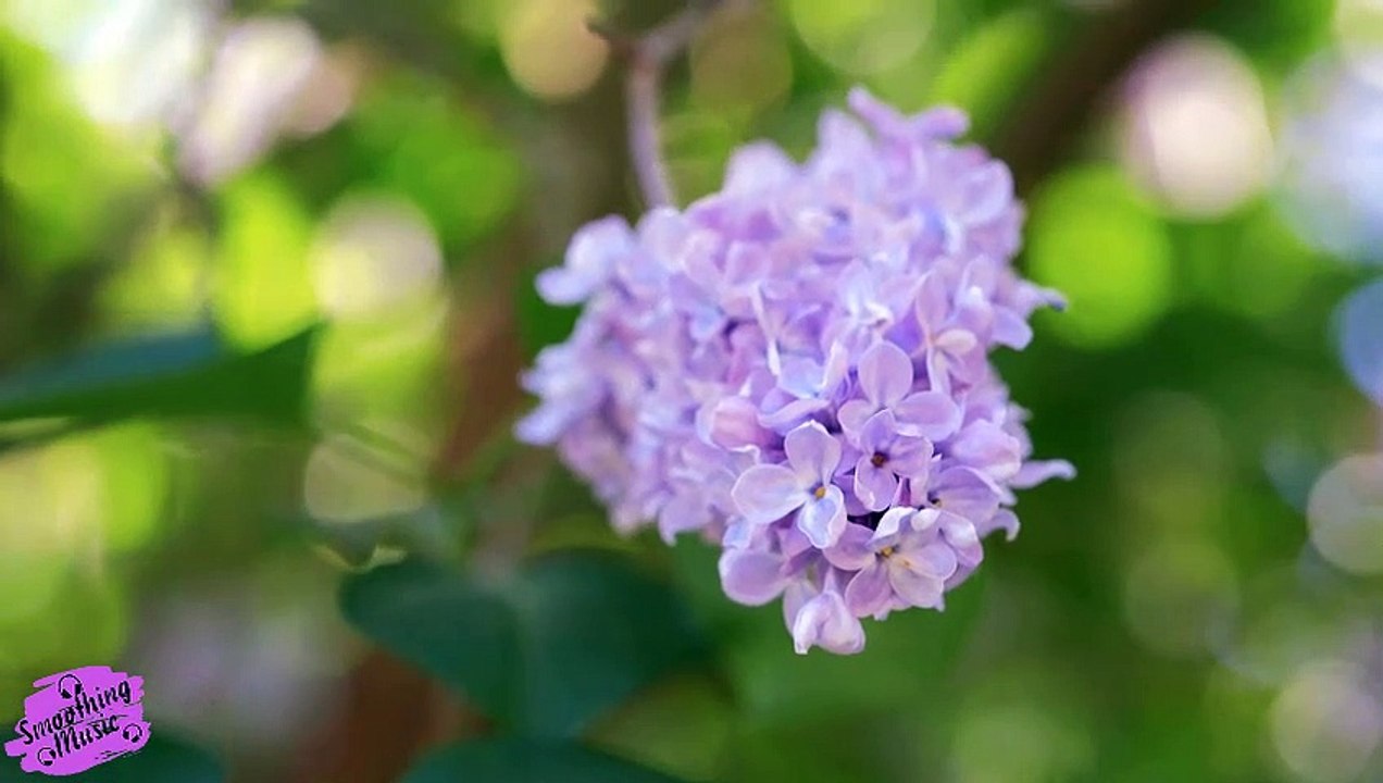 Beautiful Relaxing Music | Peaceful Piano Music & Guitar Music | Sunny Mornings