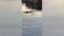 Dolphins spotted swimming in Bronx river for first time in five years