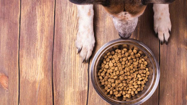 Hundefutter-Rückruf: Bei diesem Produkt drohen schwere Folgen!
