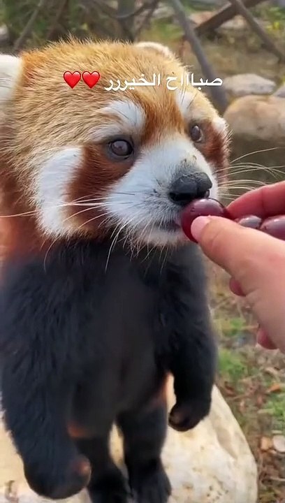 سنجاب يأكل كرز