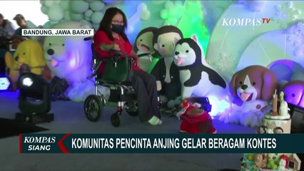 Download Video: Komunitas Pencinta Anjing Gelar Kontes Fashion Show Khusus Anjing di Bandung