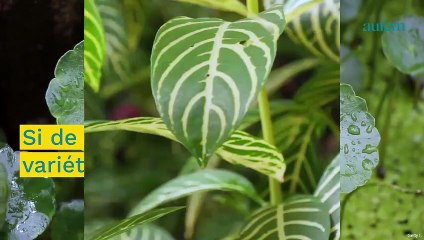 Download Video: Plantes d'intérieur : 8 variétés qui n'ont pas besoin de beaucoup de lumière