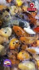 Feeding hungry koi fish